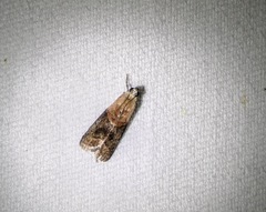 Acrobasis demotella