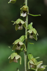 Epipactis bugacensis rhodanensis