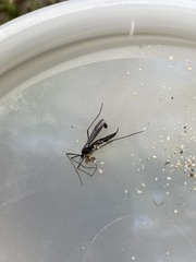 Nephrotoma altissima