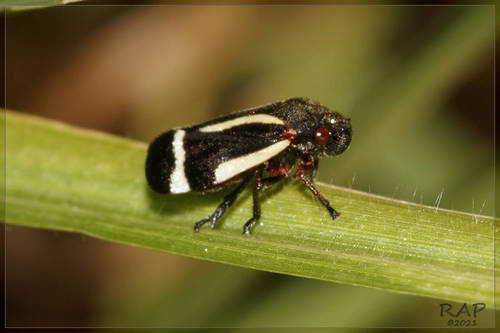 Cigarrinha-das-pastagens (Notozulia entreriana)