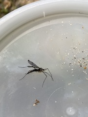 Nephrotoma altissima