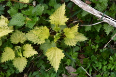 Urtica dioica