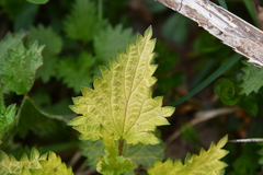 Urtica dioica