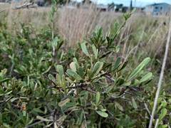 Gymnosporia elliptica