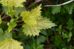 Urtica dioica