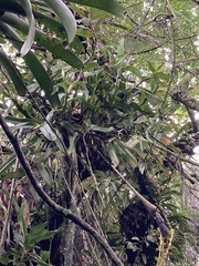 Epidendrum excisum