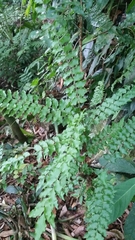 Picramnia antidesma