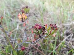 Lampranthus hollandii
