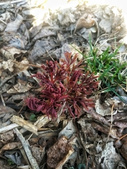 Magnoliopsida