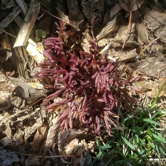 Magnoliopsida
