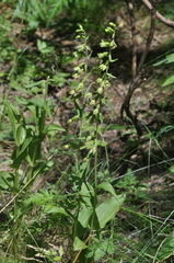 Epipactis bugacensis rhodanensis