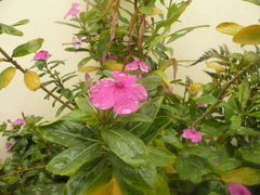 Magnoliopsida