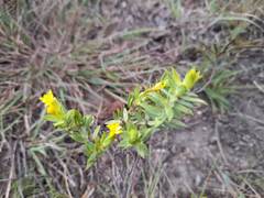 Gnidia styphelioides