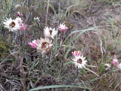 Achyranthemum affine