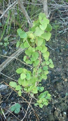 Cissampelos capensis