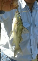 Pimelodus blochii