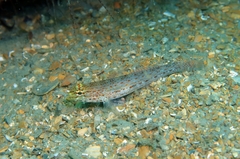 Gobius xanthocephalus