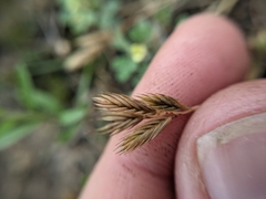 Festuca octoflora