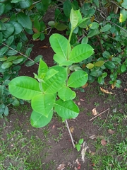 Allamanda blanchetii
