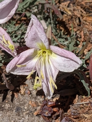 Oenothera