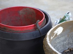 Sceloporus occidentalis