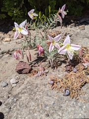 Oenothera