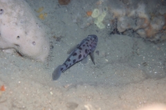 Thorogobius ephippiatus