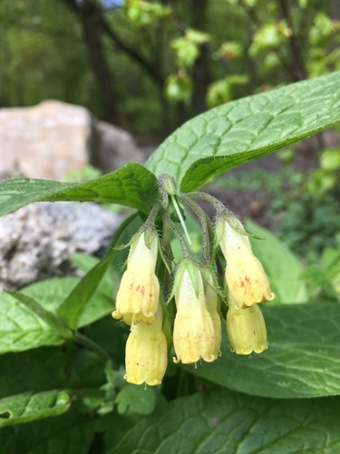 Tuberous Comfrey