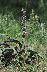 Epipactis helleborine tremolsii