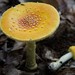 Frost's Amanita - Photo (c) Erlon Bailey, some rights reserved (CC BY-SA), uploaded by Erlon Bailey