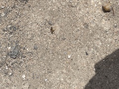 Pogonomyrmex rugosus