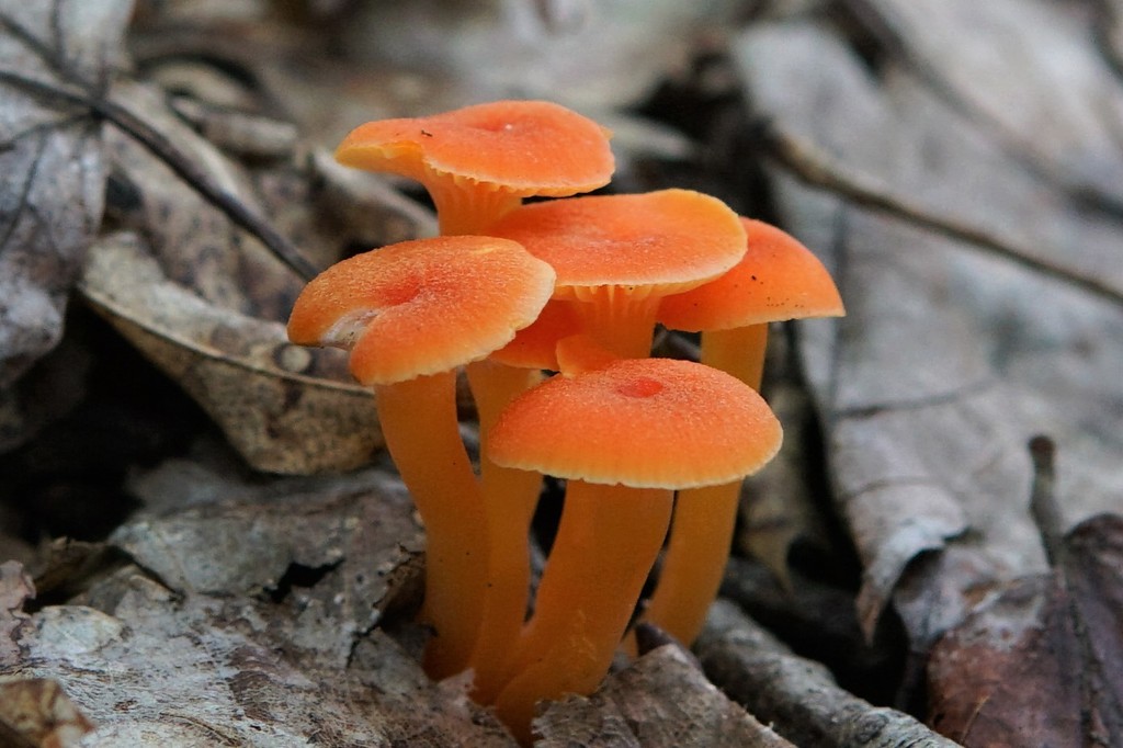 Hygrocybe subsect. Squamulosae