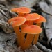 Hygrocybe Subsect. Squamulosae - Photo (c) Erlon Bailey, some rights reserved (CC BY-SA), uploaded by Erlon Bailey