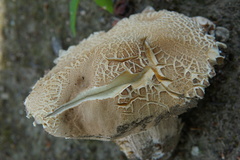 Boletus variipes