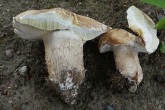 Boletus variipes