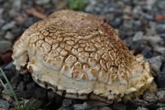 Boletus variipes