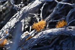 Teloschistes inflatus