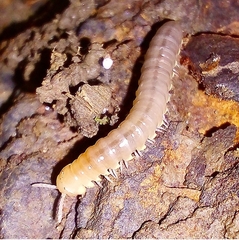 Aphelidesmidae