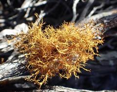 Teloschistes inflatus