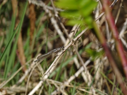 Irish Damselfly, 7894 Zwartemeer, Nederland, photo 7 of 10