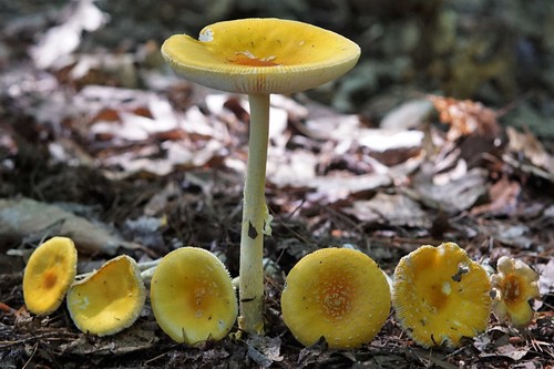 Frost's Amanita