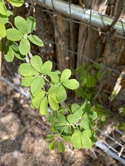 Akebia