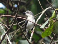 Apalis cinerea