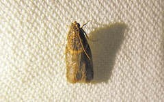 Acrobasis caryalbella