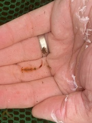 Eubranchipus vernalis