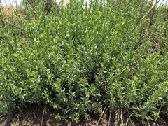 Baccharis conferta
