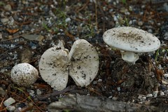 Amanita multisquamosa