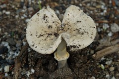 Amanita multisquamosa