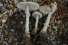 Amanita multisquamosa