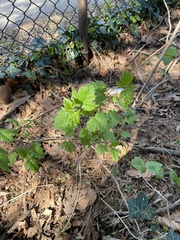 Viburnum opulus opulus